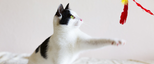 A black and white cat playing with a wand toy