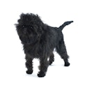 Affenpinscher dog