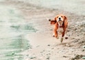 Beagle puppy running