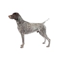 German Shorthaired Pointer dog