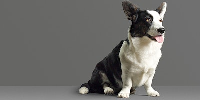 corgi sitting in front a gray background