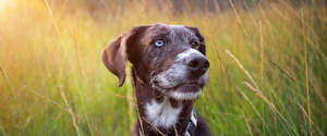 Senior dog in a field