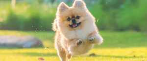 A Pomeranian running outdoors