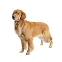 Golden Retriever dog