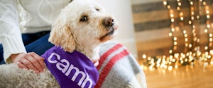 A white dog with a CAMH bandana