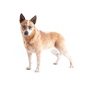 Australian Cattle dog