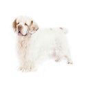 Clumber Spaniel dog