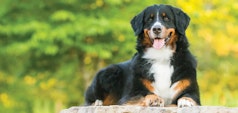 dog lying on the grass 