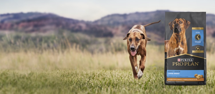 the dog runs across the field