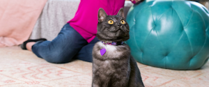 A woman playing with her cat