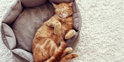 cat sleeping in a cat bed