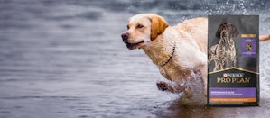 Un chien court dans de l’eau