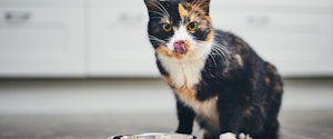 Cat eating out of a food bowl