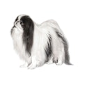 Japanese Chin dog