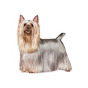 Silky Terrier dog