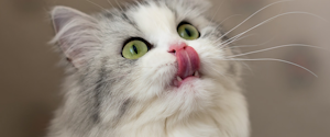 A cat licking its nose