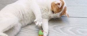 An orange and white cat playing with ball