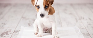 A puppy sitting on a pee pad