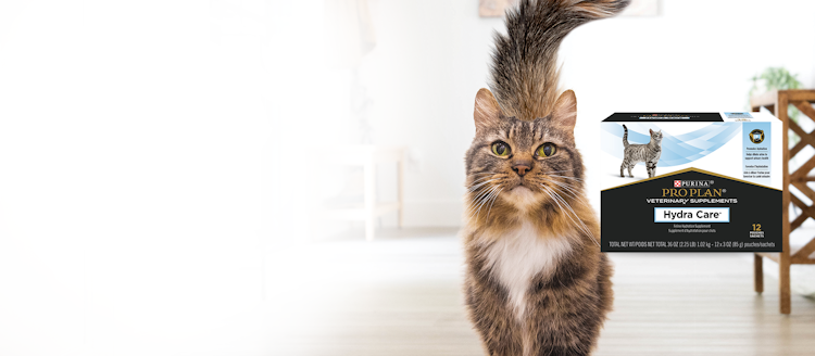 A cat with a fluffy tail