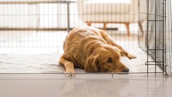 chien couché dans une caisse