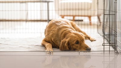 chien couché dans une caisse