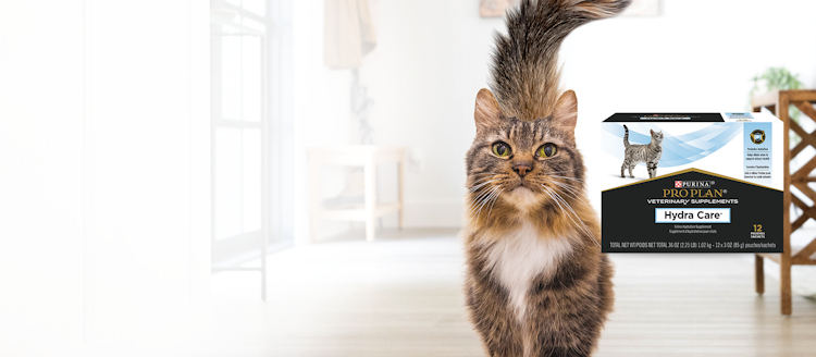 A cat with a fluffy tail