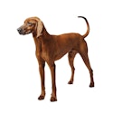 Redbone Coonhound dog