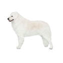 Kuvasz dog