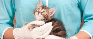 A kitten being held by a veterinarian