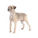 Border Terrier dog