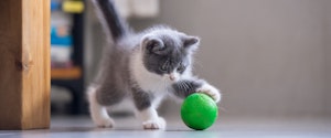 Kitten playing with a green ball