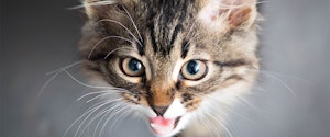 Tabby kitten meowing