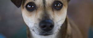 Brown dog looking at the camera