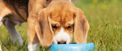 A puppy eating from a food bowl