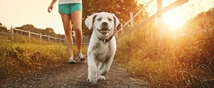 Un chiot en promenade