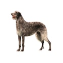 Scottish Deerhound dog