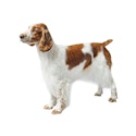 Welsh Springer Spaniel dog