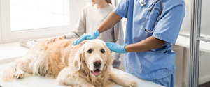 Golden Retriever at the veterinarian