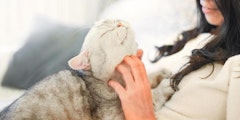 short hair cat being pet by a woman