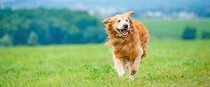 A dog running through a field