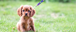 Brown puppy on a leash