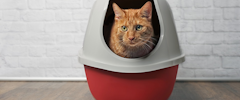 An orange cat sitting in a litter box