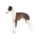 Italian Greyhound dog