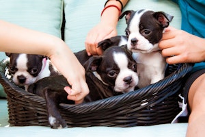 Three puppies in a basket