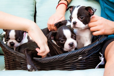 Three puppies in a basket