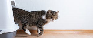 A tabby cat walking out of its litter box