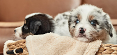 Deux chiots dans un panier