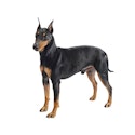 Manchester Terrier dog