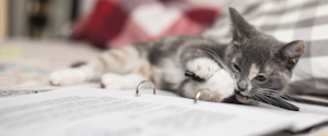 Kitten chewing on a pen