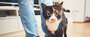 Black, brown and white cat rubbing against its owner's legs